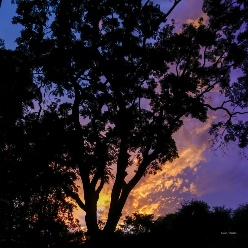 SILHUETA DE ÁRVORE DURANTE PÔR-DO-SOL