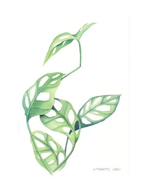 MONSTERA ADANSONII