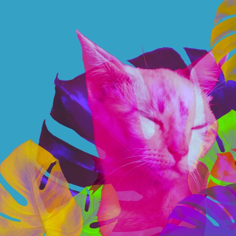 GATO SERENO