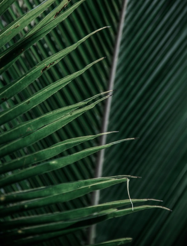VERDE PLANTA