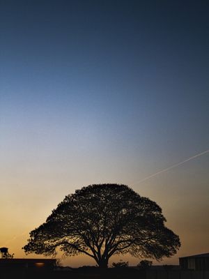 SILHUETA ÁRVORE DO CERRADO