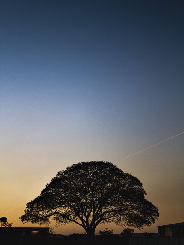 SILHUETA ÁRVORE DO CERRADO