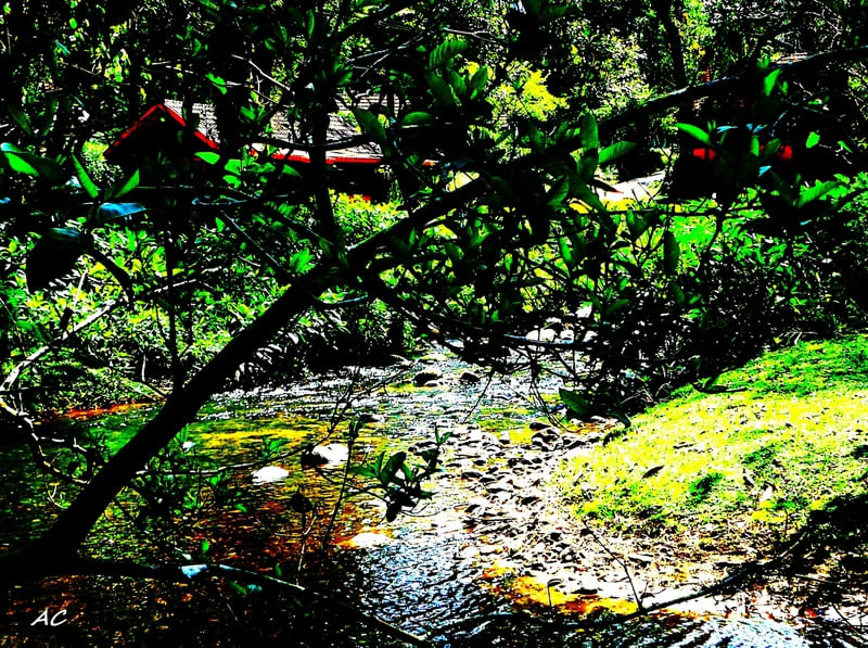 CASA NA FLORESTA