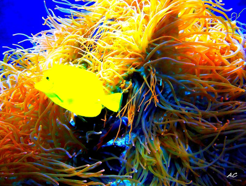 PEIXE E ANÊMONAS