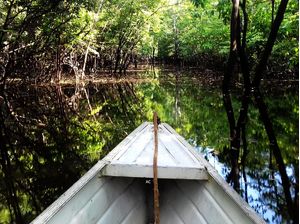 ABRINDO CAMINHO NA FLORESTA ALAGADA
