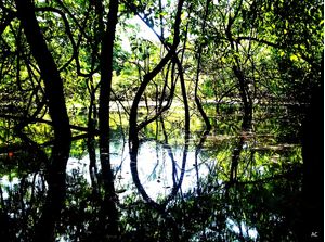 IGAPÓ NO AMAZONAS