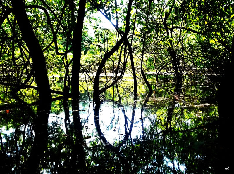 IGAPÓ NO AMAZONAS