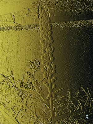 GREVILLEA BANKSII OURO