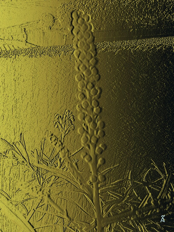 GREVILLEA BANKSII OURO