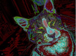 GATO INVOCADO IV