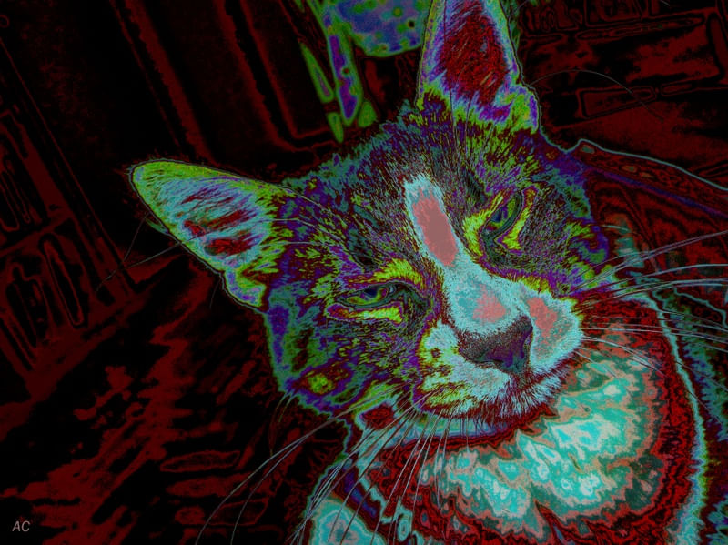 GATO INVOCADO IV