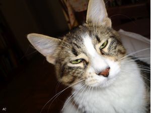 GATO INVOCADO