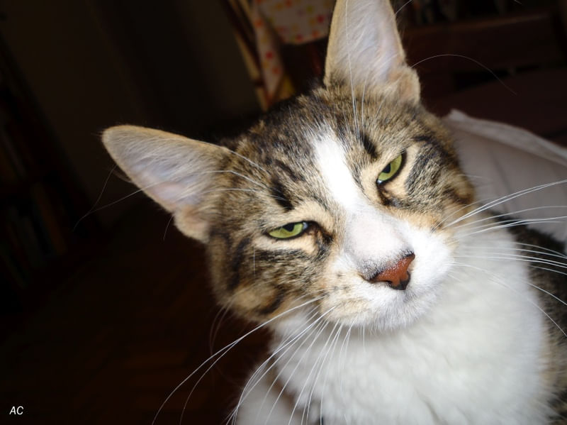 GATO INVOCADO