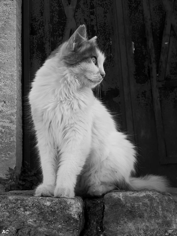 GATO POSANDO III