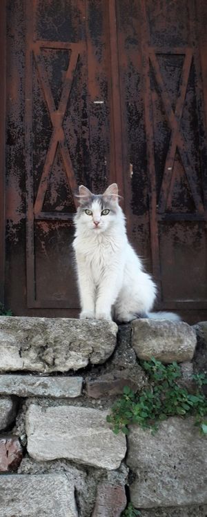 GATO GUARDIÃO