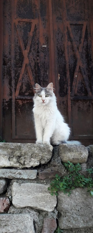 GATO GUARDIÃO