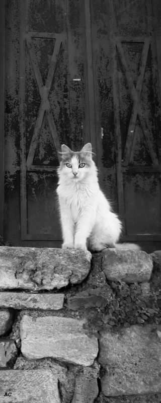 GATO GUARDIÃO II