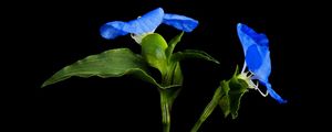 FLOR AZUL 18