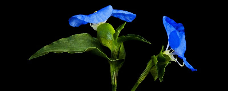 FLOR AZUL 18
