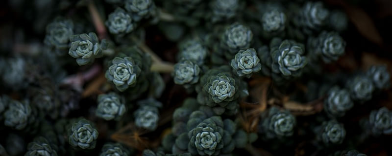TINY FLOWER 1