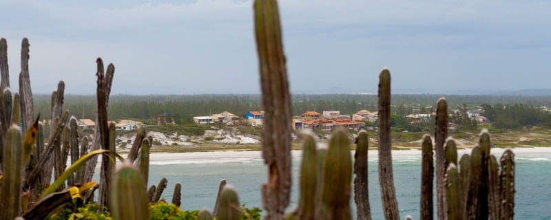 CACTOS NA PRAIA
