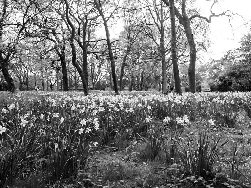 JARDIM BOTÂNICO EM DUBLIN 4