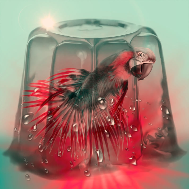 TROPICAL JELLY FISH
