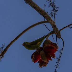 PERIQUITO NO XINXÁ