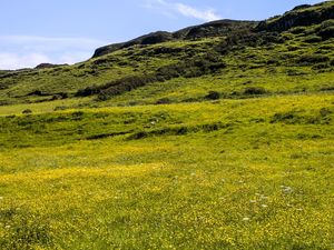 CAMPO FLORIDO NA IRLANDA DO NORTE