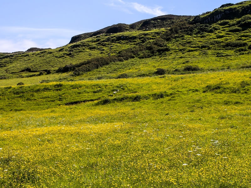 CAMPO FLORIDO NA IRLANDA DO NORTE