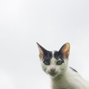 GATO - 90X90CM