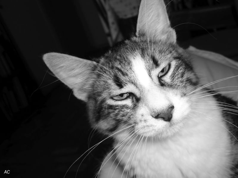 GATO INVOCADO II