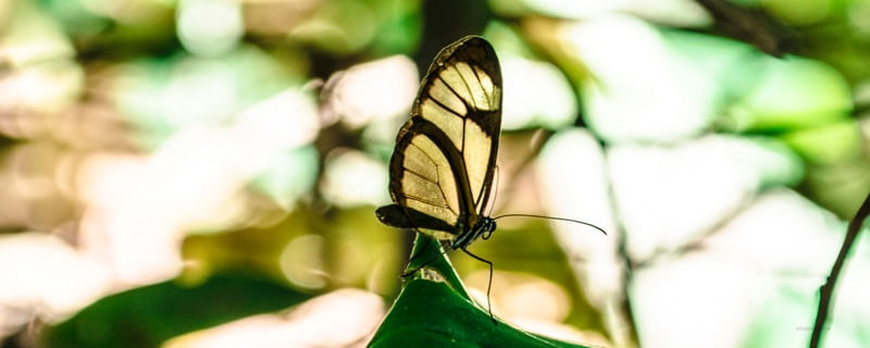 BORBOLETA - SP