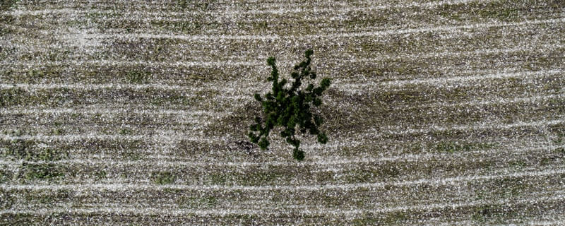 A PLANTAÇÃO AÉREA III