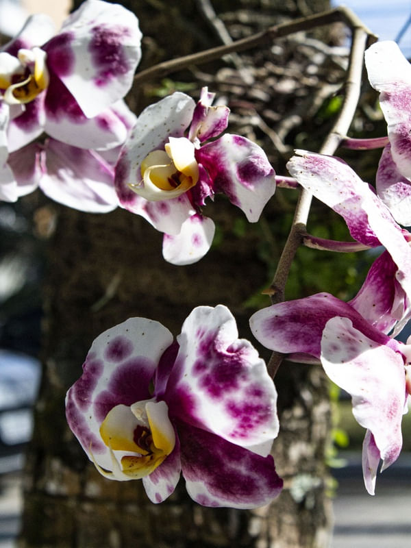 ORQUÍDEA ROXA E BRANCA EM RIVIERA DE SÃO LORENÇO