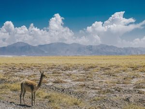 GUANACO PENSATIVO