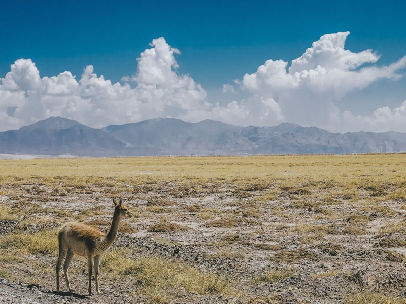 GUANACO PENSATIVO