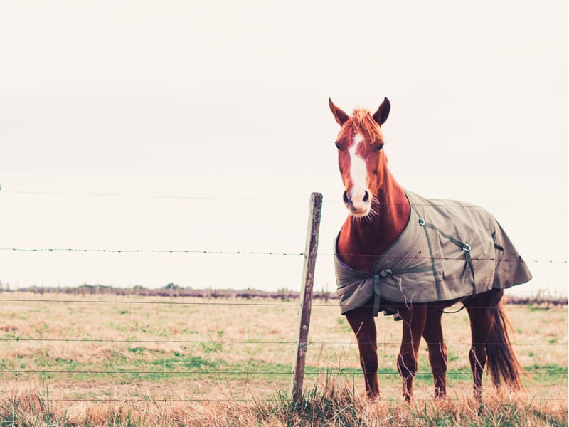 CAVALO DE ROUPA