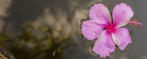 FLOR NA ÁGUA