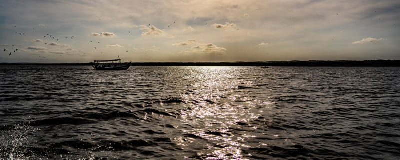 TARDE DOS PÁSSAROS