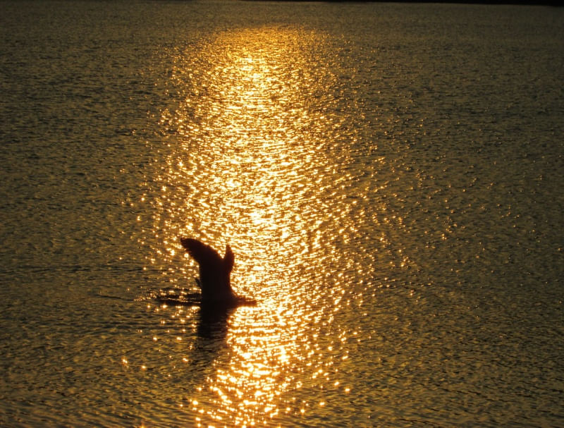 GOLDEN AFTERNOON
