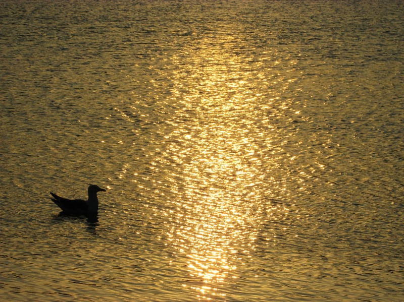 PERFECTION GOLDEN
