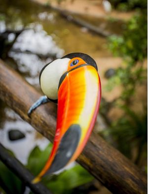 BICO E OLHAR DE TUCANO