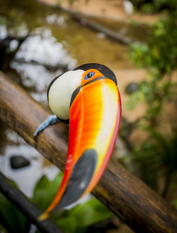 BICO E OLHAR DE TUCANO