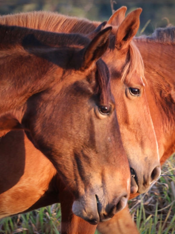 CAVALOS - PERFIL