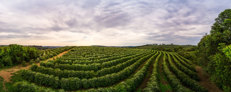 PLANTAÇÃO DE CAFÉ EM MINAS GERAIS