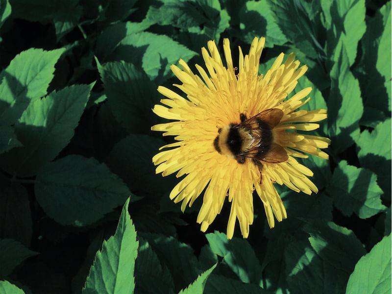 A(BEE)LHA