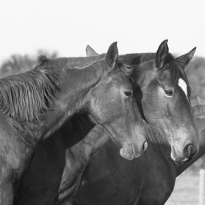 CAVALOS BW - LADO A LADO