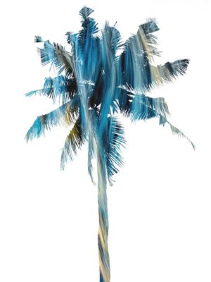 COQUEIRO BANHADO