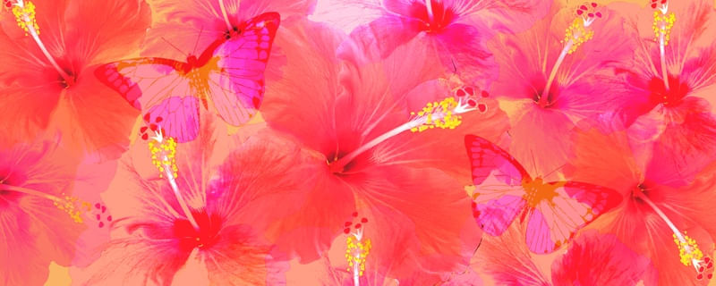 FLORES HARMONIA ROSA